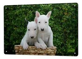Pitbull terrier is a popular song by die antwoord | create your own tiktok videos with the pitbull terrier song and explore 3.8m videos made by new and popular creators. Blechschild Hunde Rasse Welpe Pitbull Terrier Albino Metallschild 20x30 Cm Ebay