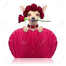 We want to make you. Chihuahua Dog In Love For Happy Valentines Day With Rose Flower Stock Photo Picture And Royalty Free Image Image 106192595