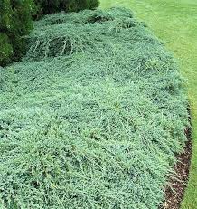 juniperus squamata blue carpet p12