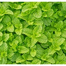 Peppermint is scientifically known as mentha piperita, while spearmint is scientifically known as mentha spicata. Does Mint Mean Peppermint Or Spearmint Kitchn