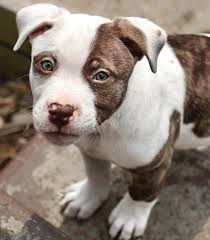 Now, he needs to find a home. Husky Pitbull Mix Puppies Pitbull Puppies
