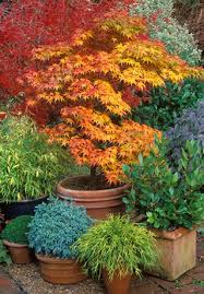 Japanese Maples How To Plant Care And