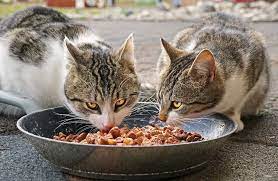 top 5 best cat food for cats that only