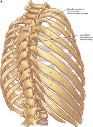 Related online courses on physioplus. The Anatomy Of The Ribs And The Sternum And Their Relationship To Chest Wall Structure And Function Sciencedirect