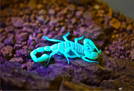 Fluorescing Scorpions Things Biological