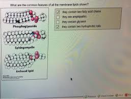 features of all the membrane