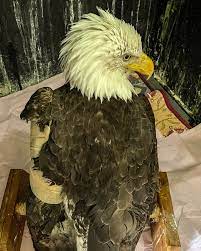 comeback eagles face a new threat
