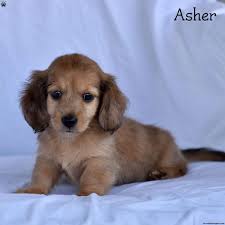 asher mini dachshund puppy