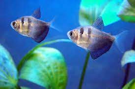 Resourceful information all about freshwater fishing. 10 Best Schooling Fish For A Freshwater Aquarium Pethelpful