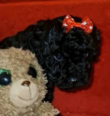 They will be vet checked, also first vaccinations will have been given and microchipped. Poodle Dogs Puppies For Sale Gumtree