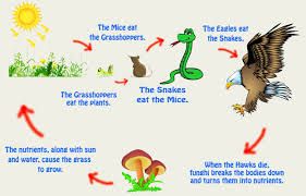 Resultat d'imatges de ANIMALS FOOD CHAINS