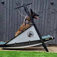 11 best dog treadmills in 2023