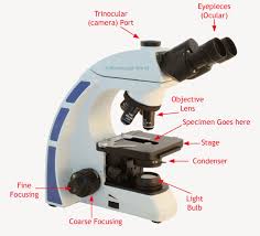 Microscope World Blog How Does A Light Microscope Work