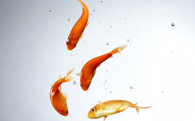 hd desktop wallpaper fish