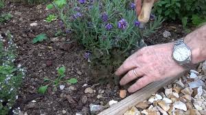 Weed A Border With Pots Trowels