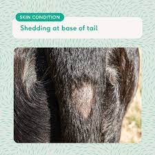 9 common dog skin conditions how to