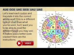 Videos Matching How To Use A Codon Wheel Revolvy