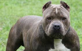 Just remembered of someone close who likes dogs.ahh 6:28 am.keep sleeping. The 10 Most Dangerous Dog Breeds In The World Newslibre