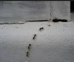 Die vernichtung von ameisen ist meist mit einem qualvollen tod der tiere verbunden. Vermeide Mit Diesen Massnahmen Einen Ameisenplage Wenn Die Temperaturen Langsam Steigen Und Die Sonne Uns Anlachelt Ha Ameisen Im Haus Ameisen Haus Und Garten