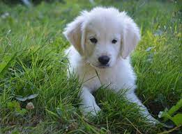 For this reason, you should keep a close eye on them or. 5 Best Golden Retriever Breeders In California Dogblend