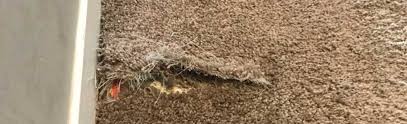 carpet pro carpet cleaning repairs