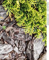 evergreen coniferous branches of
