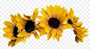 Download 380 crown png images with transparent background. Sunflower Flowercrown Coronadeflores Flowers Floresfall Transparent Background Sunflower Crown Png Png Download 930x464 595232 Pngfind