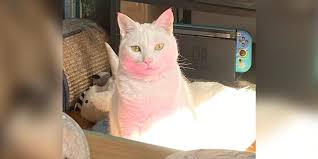 cat turns himself completely pink the