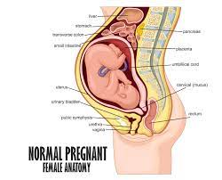 your cervix takes in labour