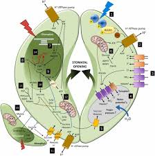 calvin cycle and guard cell metabolism