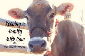 owning a family milk cow your