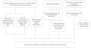 Prospective Molecular Mechanism Of Col5a1 In Breast Cancer