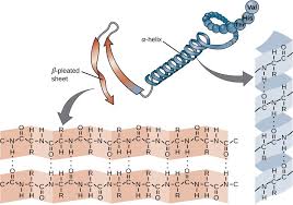 the major macromolecules