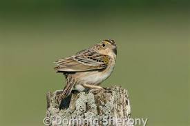 Grasshopper Sparrow Montana Field Guide