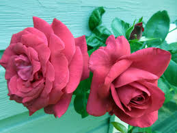 2 two red roses beautiful free image