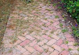 weeds in my pavers where do they