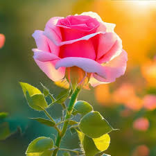 beautiful rose flowers in sunlight