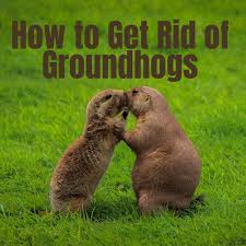 As it turns out, a lot. 12 Effective Ways To Get Rid Of Groundhogs For Good Dengarden