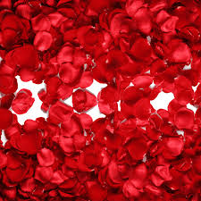 red rose petals across uae order
