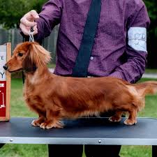 red long haired dachshund free
