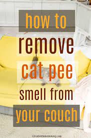 how to get cat smell out of couch