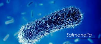 While some of the infections can be easily treated, some of. This Month Let S Talk About Salmonella Certest Biotec Ivd Diagnostic Products