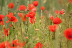 where-can-i-go-to-see-poppy-fields