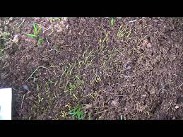 germinating lawn seed buried under to