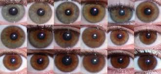 teaching the genetics of eye colour