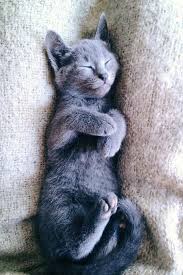 Maybe you would like to learn more about one of these? Are Russian Blue Cats Hypoallergenic Pictures And Wallpaper Russian Blue Kitten Russian Blue Cat Kittens Russian Blue