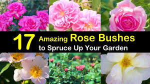 We did not find results for: 17 Amazing Rose Bushes To Spruce Up Your Garden