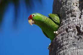 endangered parrot species