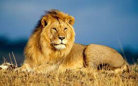 lion hd wallpapers