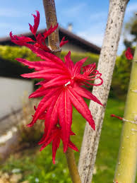 0 review(s) 0 0 5 write a review. In Search Of The Most Beautiful Japanese Maple Ulule